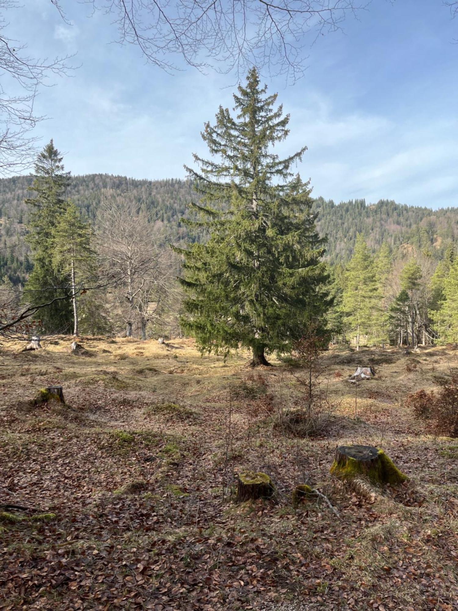 Fewo Lautersee Mittenwald Esterno foto